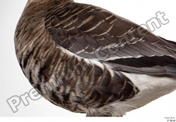  Greater white-fronted goose Anser albifrons 